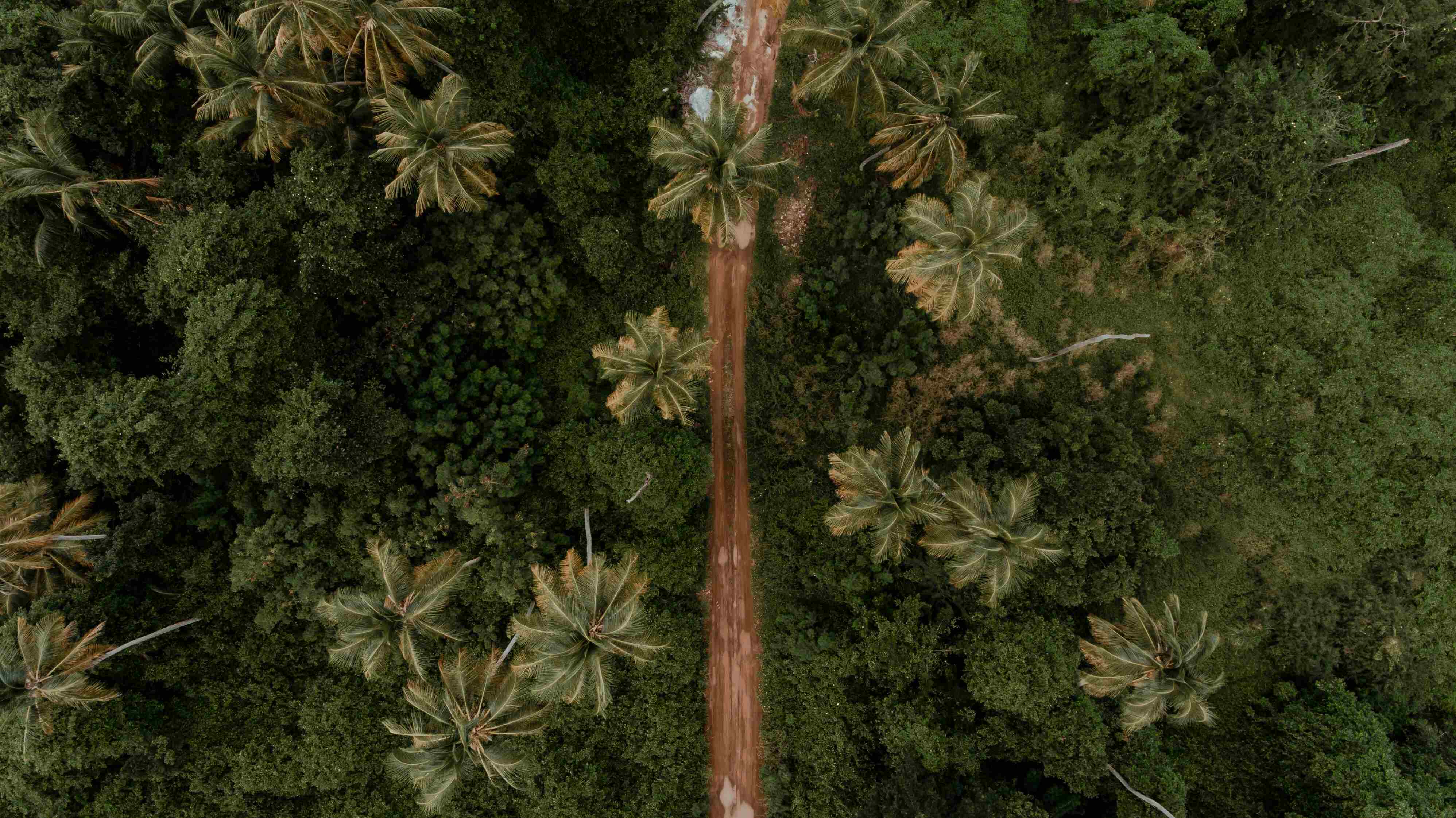 Forrest view with dirt road