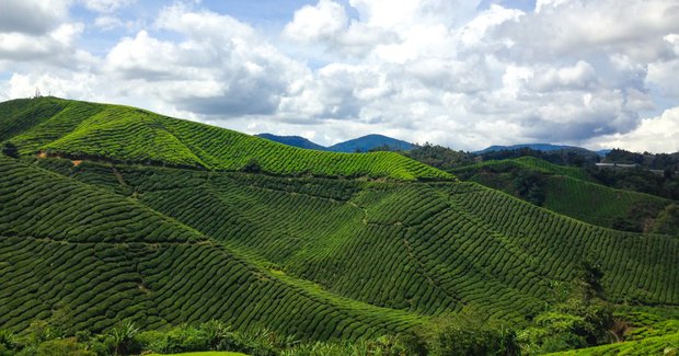farmland in malaysia