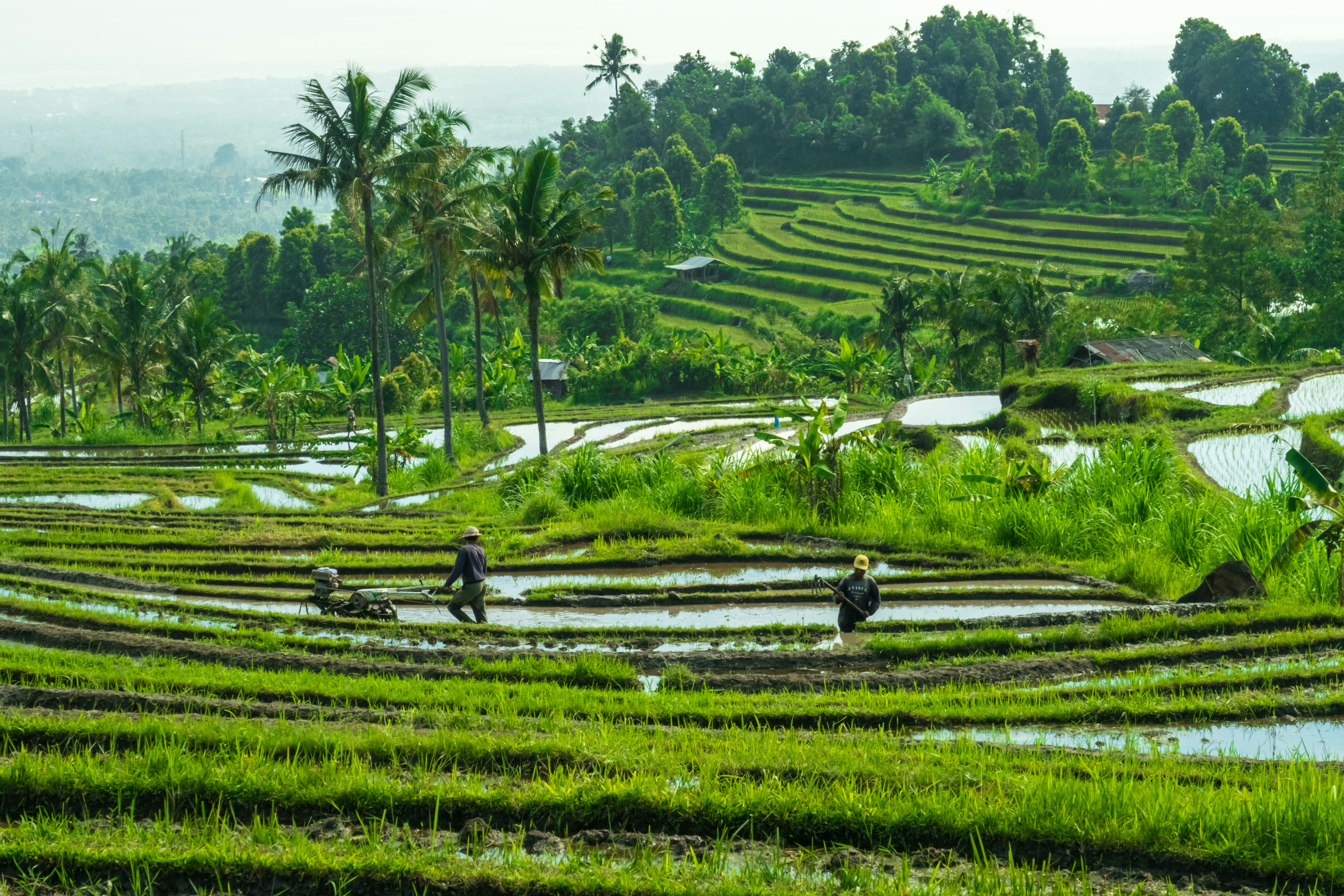 Rice fields