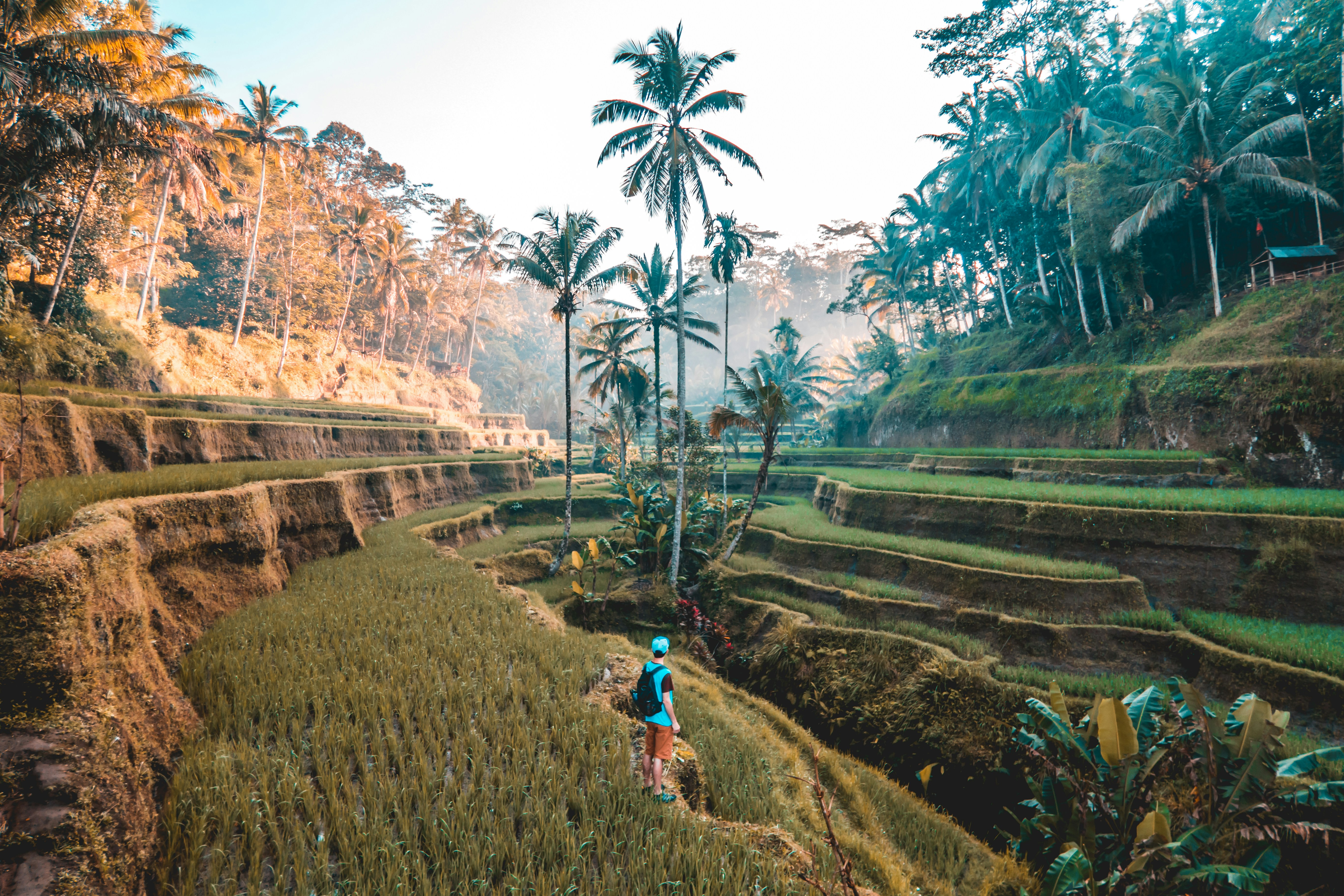 A man and palm trees