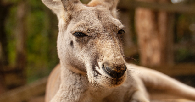 kangaroo