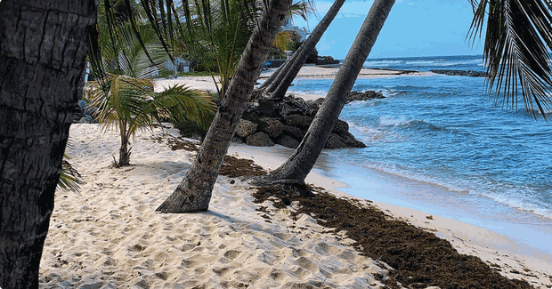 beach with palm trees in barbados