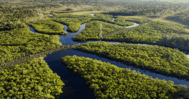 the amazon in brazil