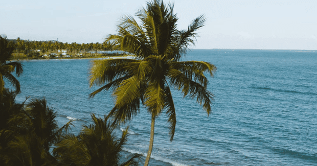 palmtree on beach