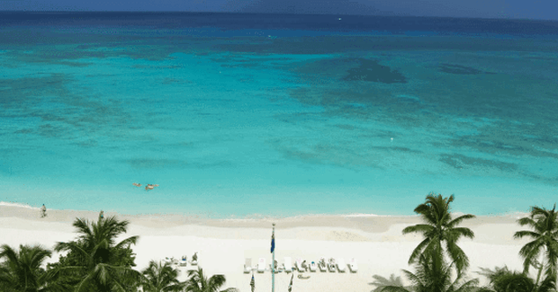 palm trees next to beach