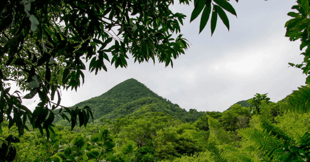 beautifly lush forest