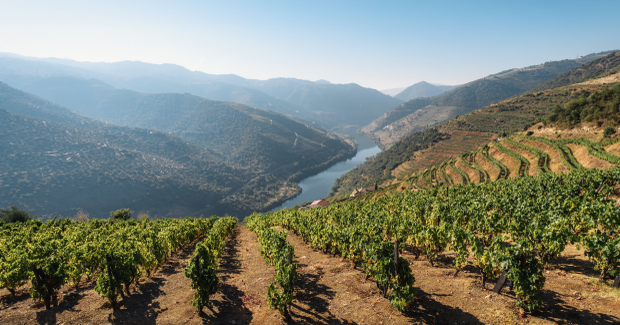 Portugal vineyard
