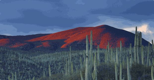 cactus field in mexico