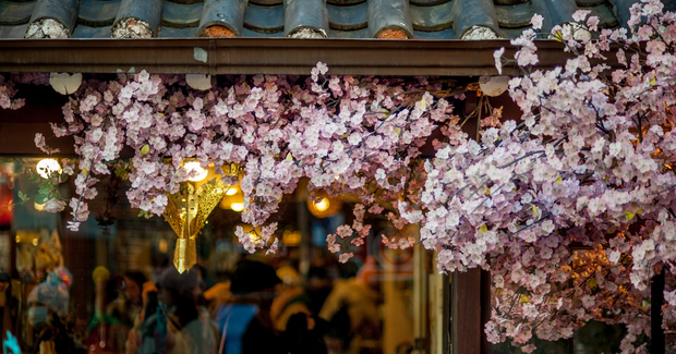 pink flowers hanging in restaurant